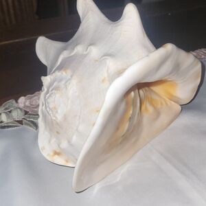 Large White and Cream Conch Shell